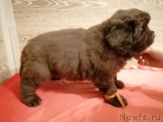 Превью фото № 248839