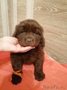 Превью фото № 248840