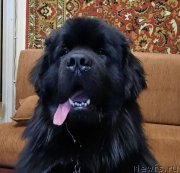 Превью фото № 248850