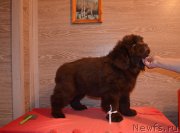 Превью фото № 248866