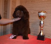 Превью фото № 248870