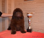 Превью фото № 248872