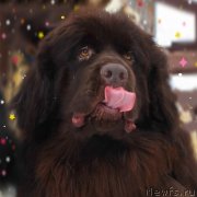 Превью фото № 248888