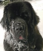 Превью фото № 248911