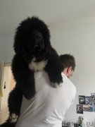 Превью фото № 248913