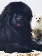 Превью фото № 248933