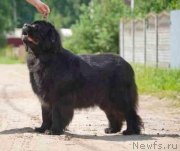 Превью фото № 248941