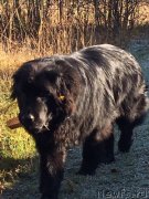 Превью фото № 248953