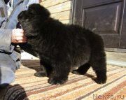 Превью фото № 248956