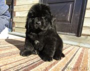 Превью фото № 248957