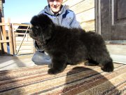 Превью фото № 248958