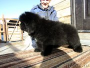 Превью фото № 248959