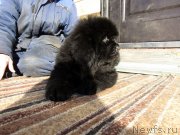 Превью фото № 248960