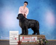 Превью фото № 248962