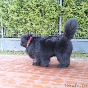 Превью фото № 248963