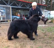 Превью фото № 248973