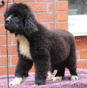 Превью фото № 249006