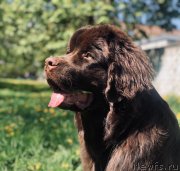 Превью фото № 249007