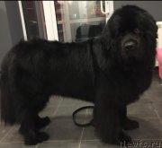 Превью фото № 249022