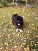 Превью фото № 249041