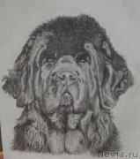 Превью фото № 249046