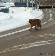 Превью фото № 249060