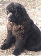 Превью фото № 249076