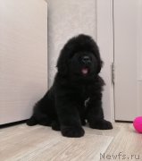 Превью фото № 249080