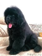 Превью фото № 249082