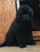 Превью фото № 249083