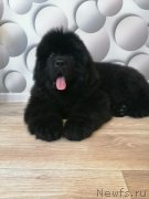 Превью фото № 249084