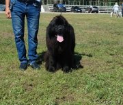 Превью фото № 249099