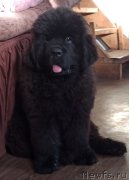 Превью фото № 249119