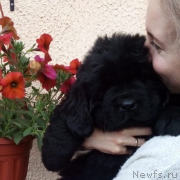 Превью фото № 249128