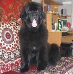 Превью фото № 24961