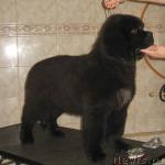 Превью фото № 25070