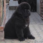 Превью фото № 25087