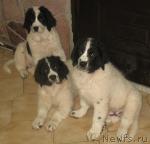 Превью фото № 25097