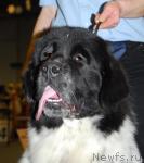 Превью фото № 25286