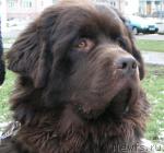 Превью фото № 25299