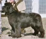 Превью фото № 2537