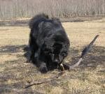 Превью фото № 25475