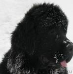 Превью фото № 25563