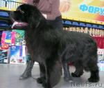 Превью фото № 25589