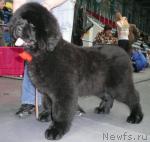 Превью фото № 25590