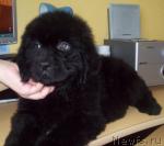 Превью фото № 25787