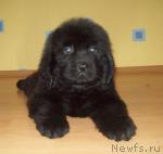 Превью фото № 25791