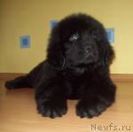 Превью фото № 25792