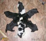 Превью фото № 25844