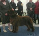 Превью фото № 26124